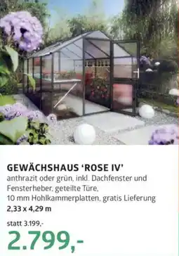 Bellaflora Gewächshaus rose iv Angebot