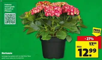 Hagebau Hortensie Angebot