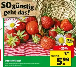 Hagebau Erdbeerpflanzen Angebot