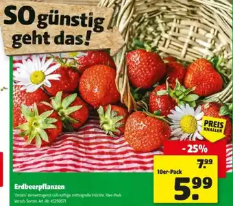 Hagebau Erdbeerpflanzen Angebot