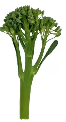 Transgourmet Keltenhof Bimi Wilder Brokkoli Angebot