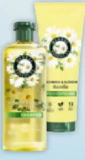 Müller Herbal Essences Shampoo Angebot