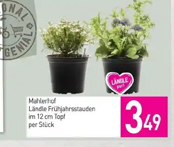 Sutterlüty Ländle frühjahrsstauden Angebot