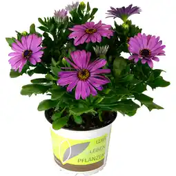 Metro Osteospermum Busch, Preisangabe ohne MwSt. (Preis inkl. MwSt. 7,90 €), METRO Angebot