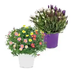 Hofer Lavendel- / Margeritenbusch Trio versch. Blütenfarben HOFER Angebot