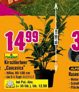 Hornbach Kirschlorbeer Caucasica Angebot