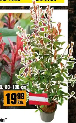 Hornbach Glanzmispel Photinia fraseri 'Red Robin' H 120-150 cm Angebot