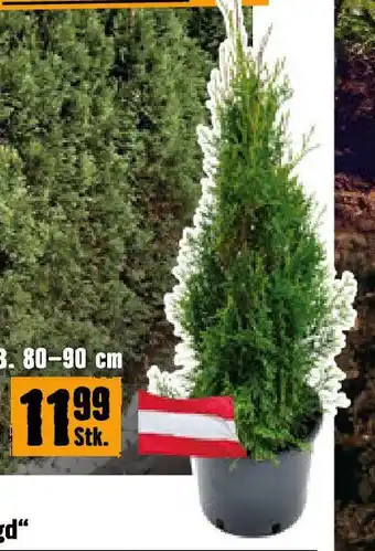 Hornbach Lebensbaum H 50-60 cm Angebot