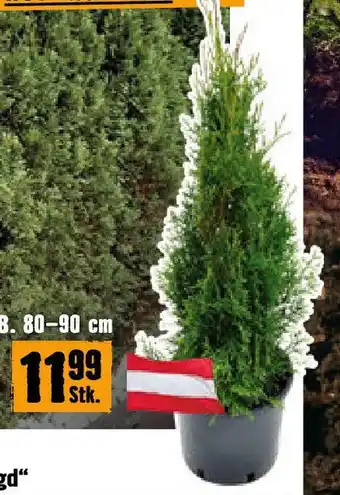 Hornbach Lebensbaum Angebot