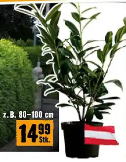 Hornbach Kirschlorbeer  Caucasica Angebot