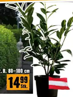 Hornbach Kirschlorbeer Caucasica Angebot