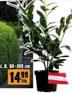 Hornbach Kirschlorbeer Caucasica Angebot