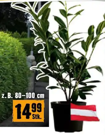 Hornbach Kirschlorbeer Caucasica Angebot