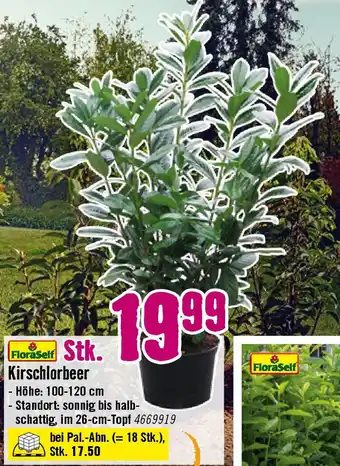 Hornbach Kirschlorbeer Prunus laurocerasus 'Caucasica Angebot