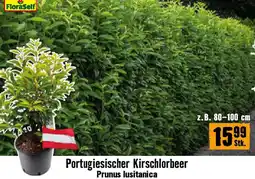 Hornbach Portugiesischer Kirschlorbeer Prunus lusitanica Angebot