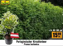 Hornbach Portugiesischer Kirschlorbeer Prunus lusitanica Angebot