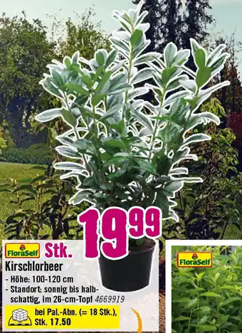 Hornbach Kirschlorbeer Angebot