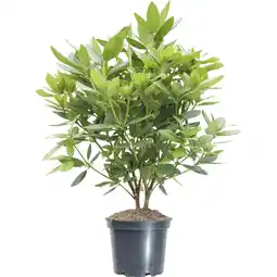 Metro Rhododendron verschiedene Sorten, Preisangabe ohne MwSt. (Preis inkl. MwSt. 21,46 €), METRO Angebot