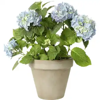 Metro Hortensie Hydrangea verschiedene Farben, Preisangabe ohne MwSt. (Preis inkl. MwSt. 7,90 €), METRO Angebot