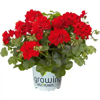 Metro Pelargonium, Preisangabe ohne MwSt. (Preis inkl. MwSt. 2,25 €), METRO Angebot