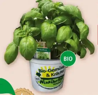 Interspar Gartenbau Winklhofer Bio-Basilikum Angebot