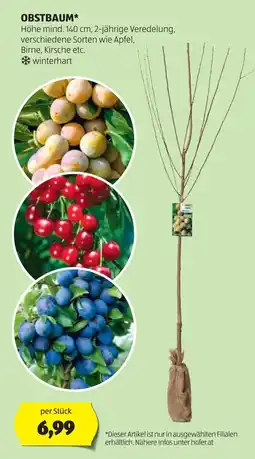 Hofer Obstbaum Angebot