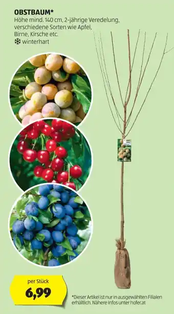 Hofer Obstbaum Angebot