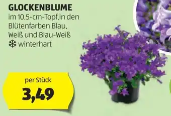 Hofer Glockenblume Angebot