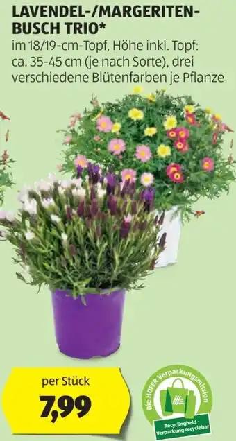 Hofer Lavendel-/margeriten- busch trio Angebot