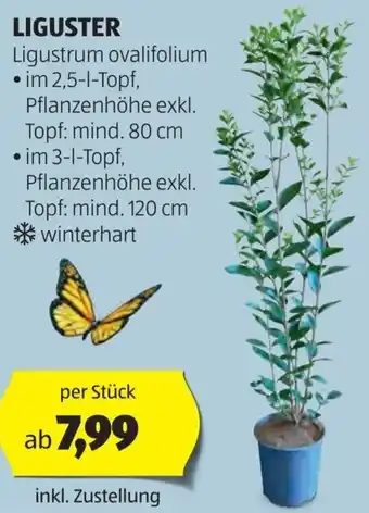Hofer LIGUSTER Angebot