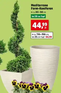 Thomas Philipps Mediterrane Form-Koniferen Angebot