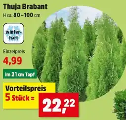 Thomas Philipps Thuja Brabant Angebot