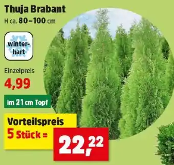 Thomas Philipps Thuja Brabant Angebot