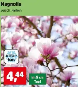 Thomas Philipps Magnolie Angebot