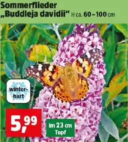 Thomas Philipps Sommerflieder ,,Buddleja davidii Angebot