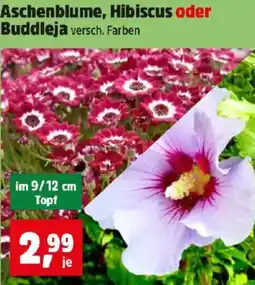 Thomas Philipps Aschenblume, Hibiscus oder Buddleja Angebot