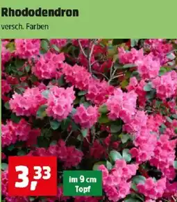 Thomas Philipps Rhododendron Angebot