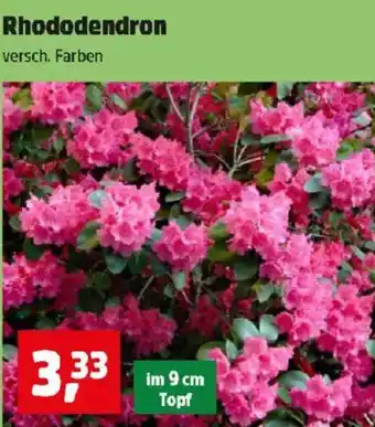 Thomas Philipps Rhododendron Angebot