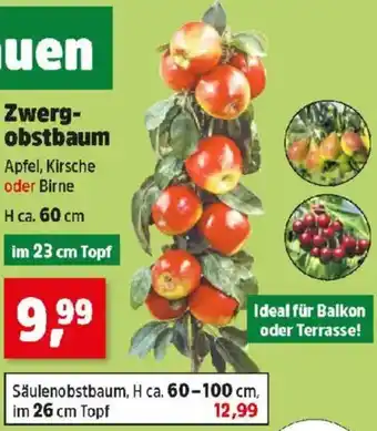 Thomas Philipps Zwerg- obstbaum Angebot