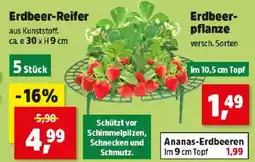 Thomas Philipps Erdbeer-Reifer Angebot