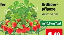 Thomas Philipps Erdbeer- pflanze Angebot