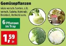 Thomas Philipps Gemüsepflanzen Angebot