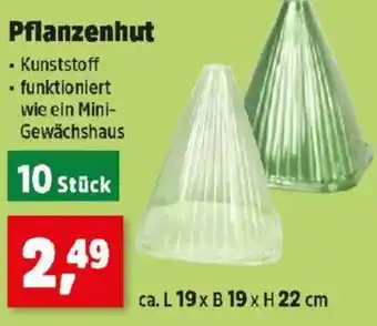 Thomas Philipps Pflanzenhut Angebot