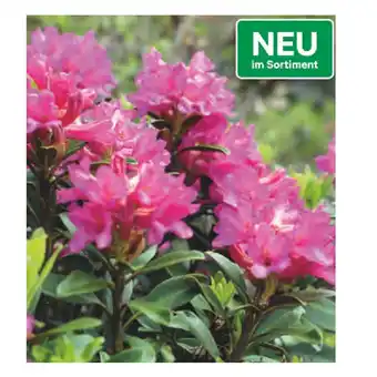 BayWa Rhododendron 42782495 BayWa Angebot