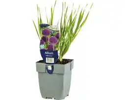 Hornbach Zierlauch FloraSelf Allium 'Millenium' H 5-20 cm Co 0,5 L Angebot