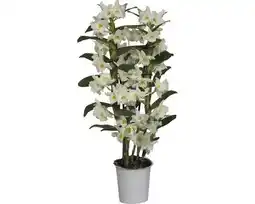 Hornbach Dendrobie FloraSelf Dendrobium nobile 'Apollon' H 55-70 cm Ø 12 cm Topf 2 Rispen Angebot