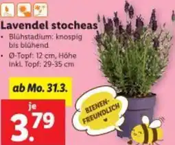 Lidl Lavendel stocheas Angebot