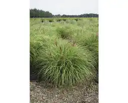 Hornbach Garten-Chinaschilf FloraSelf Miscanthus sinensis 'Red Chief' H 20-80 cm Co 3 L Angebot