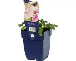 Hornbach Moschus-Malve FloraSelf Malva moschata H 5-60 cm Co 0,5 L Angebot