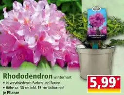 Norma Rhododendron Angebot